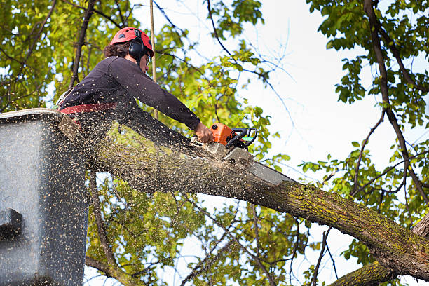 Best Storm Damage Tree Cleanup  in Kayenta, AZ