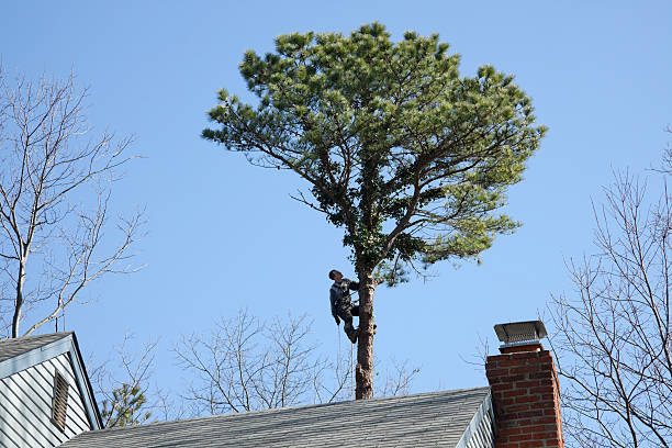 How Our Tree Care Process Works  in  Kayenta, AZ